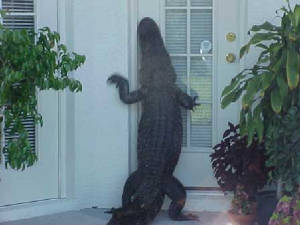 alligatorwantsin.jpg
