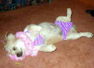 animals2.jpg
