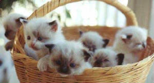 basketkitties.jpg