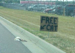 freecat.jpg
