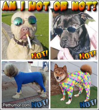 am-i-hot-or-not.jpg
