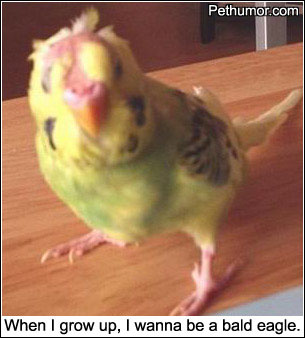 bald-eagle.jpg