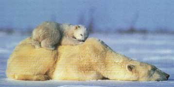bears.jpg