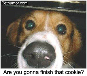 begging-for-scraps.jpg