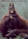 monkey.jpg